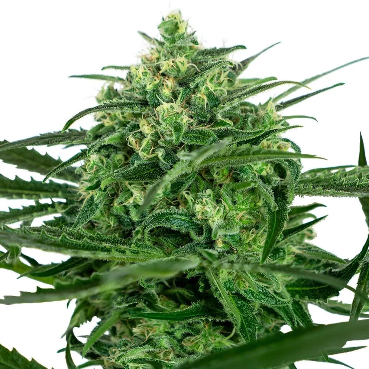 Sensi Amnesia