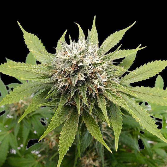 Silver Widow