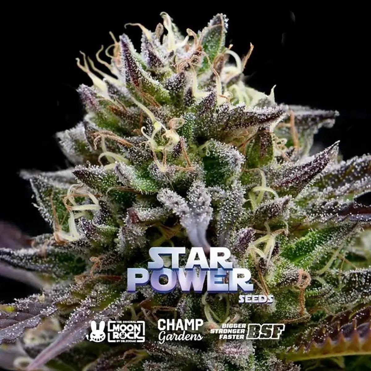 Star Power (BSF Seeds x Moon Rock)