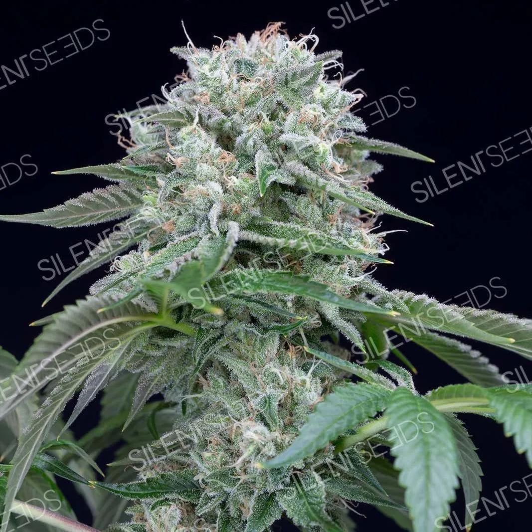 Starfire OG
