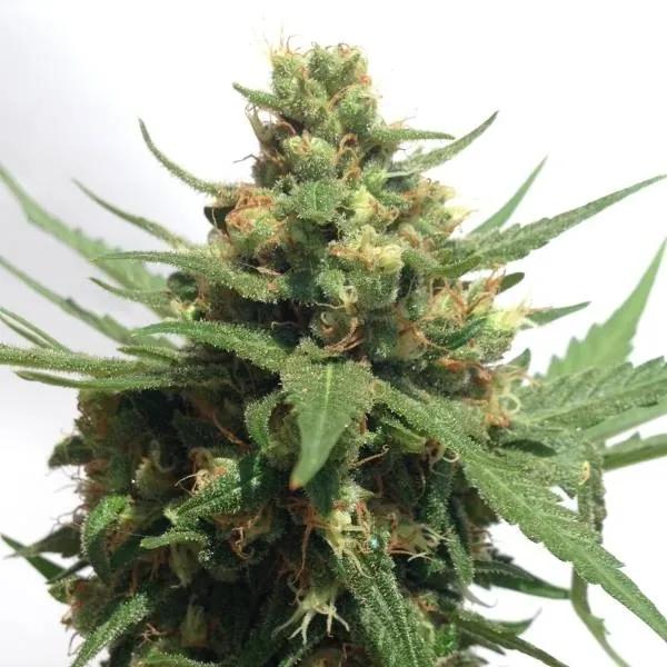 Sumo's OG Kush Auto