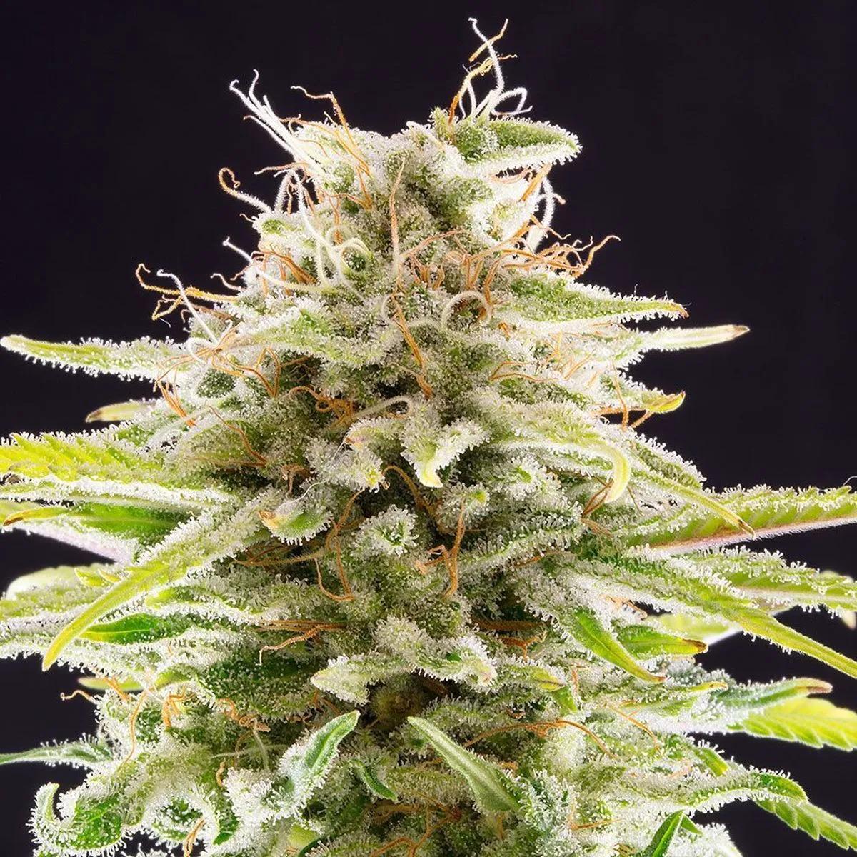 Super OG Kush