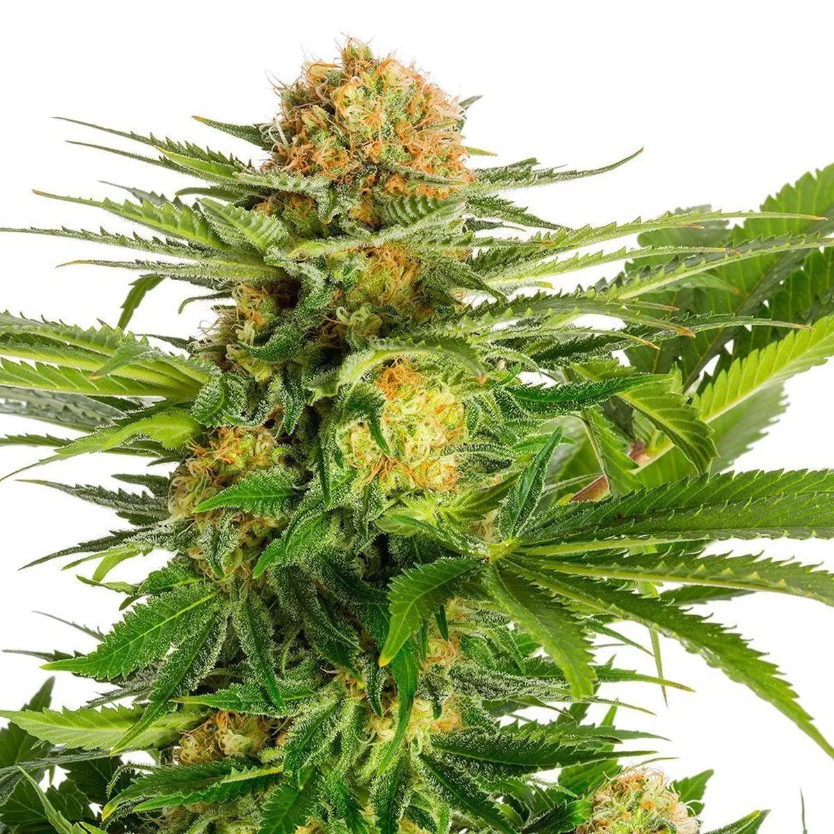 White Domina
