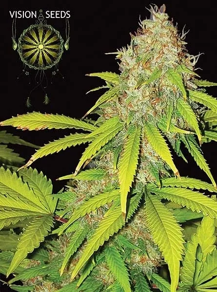 AK-49 Autoflowering — image 2