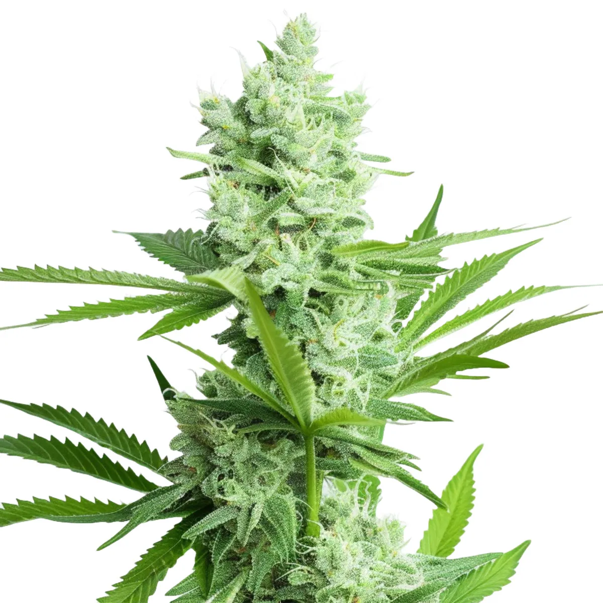 Amnesia Haze — image 2