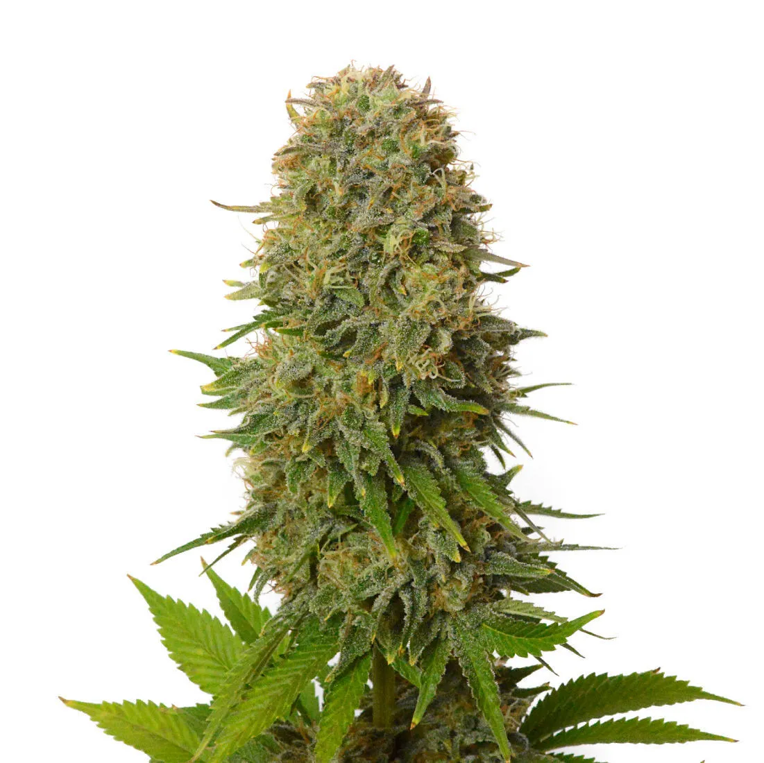 Amnesia Haze — image 2