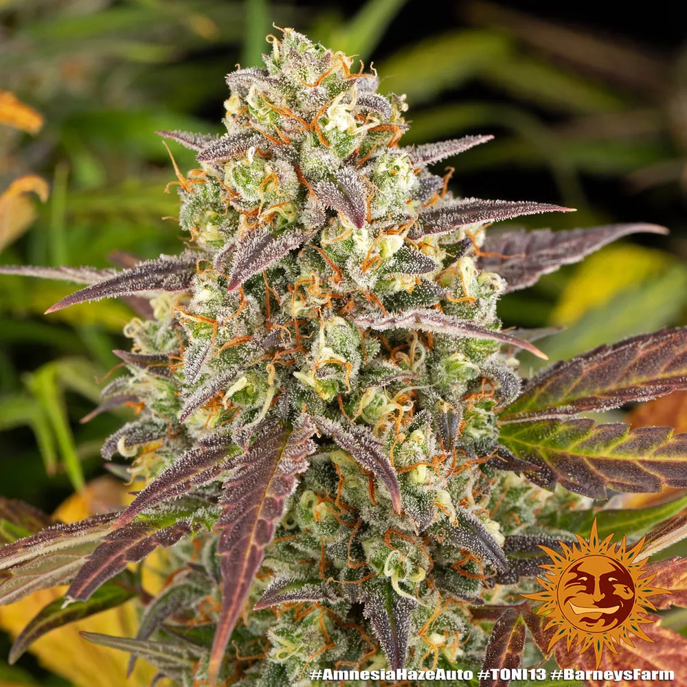 Amnesia Haze — image 2