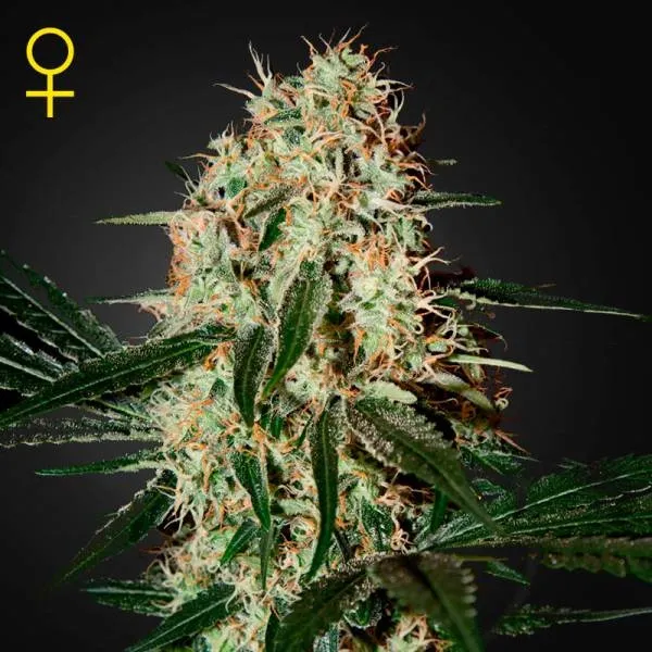 Arjan's Haze 3
