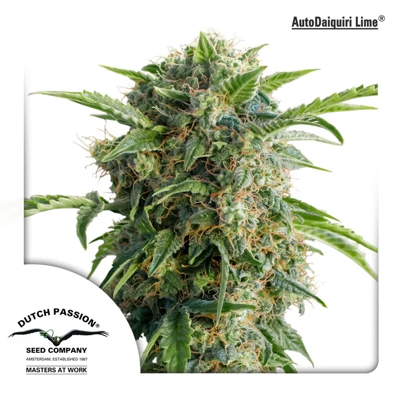 Auto Daiquiri Lime
