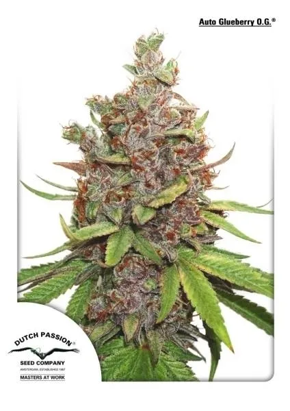 Auto Glueberry OG — image 2