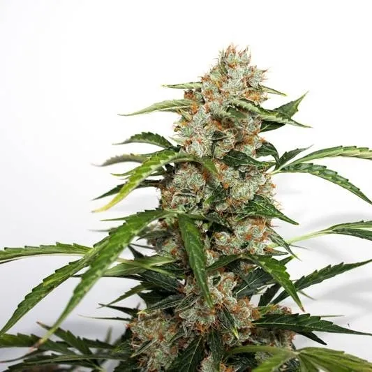 Auto Orange Bud — image 2