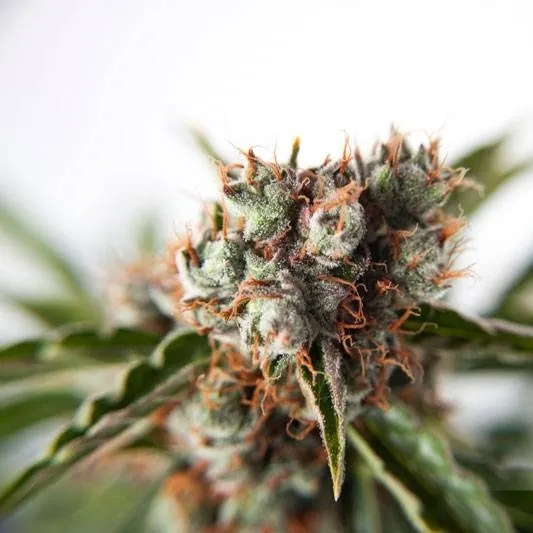 Auto Orange Bud — image 3