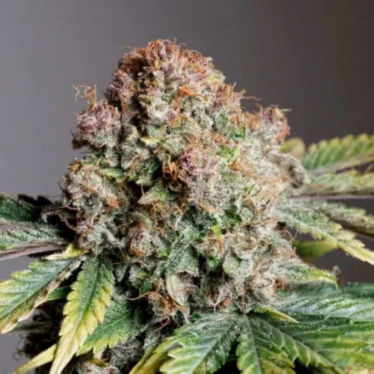 Auto Strawberry Soda — image 2