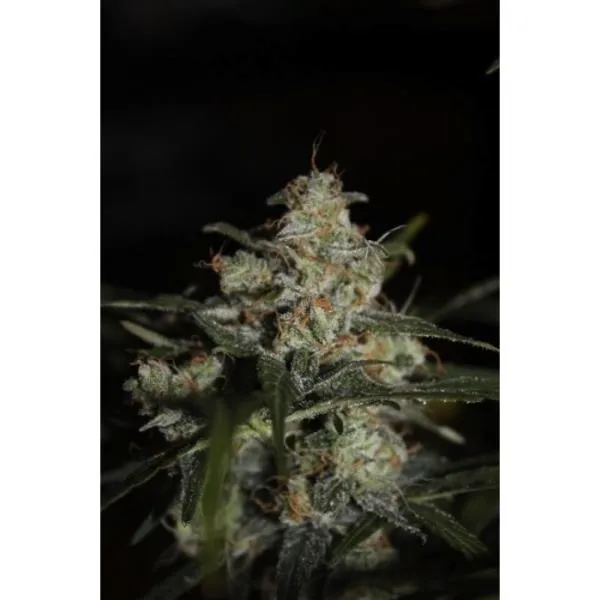 Auto Whiteberry — image 2