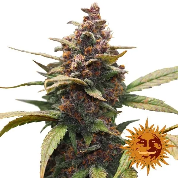 Ayahuasca Purple — image 2
