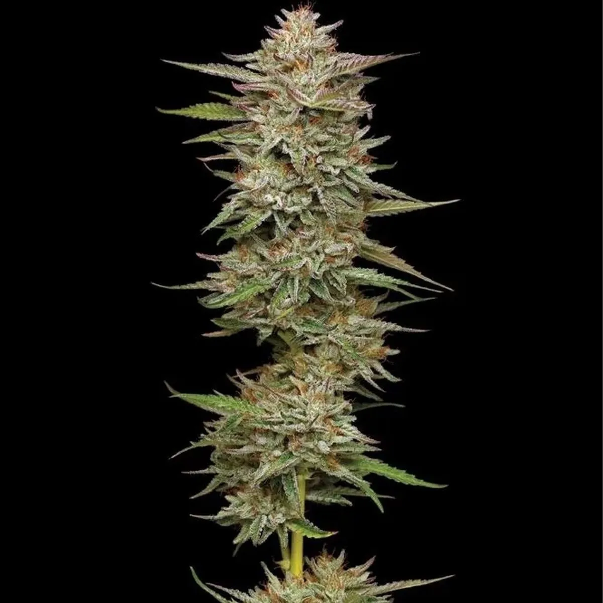Banana OG — image 2