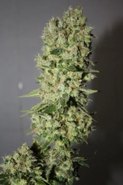 BCN Sour Diesel — image 2