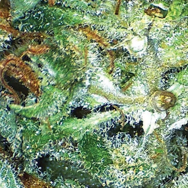 Big Bud — image 2