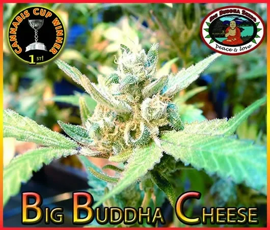 Big Buddha Cheese — image 2