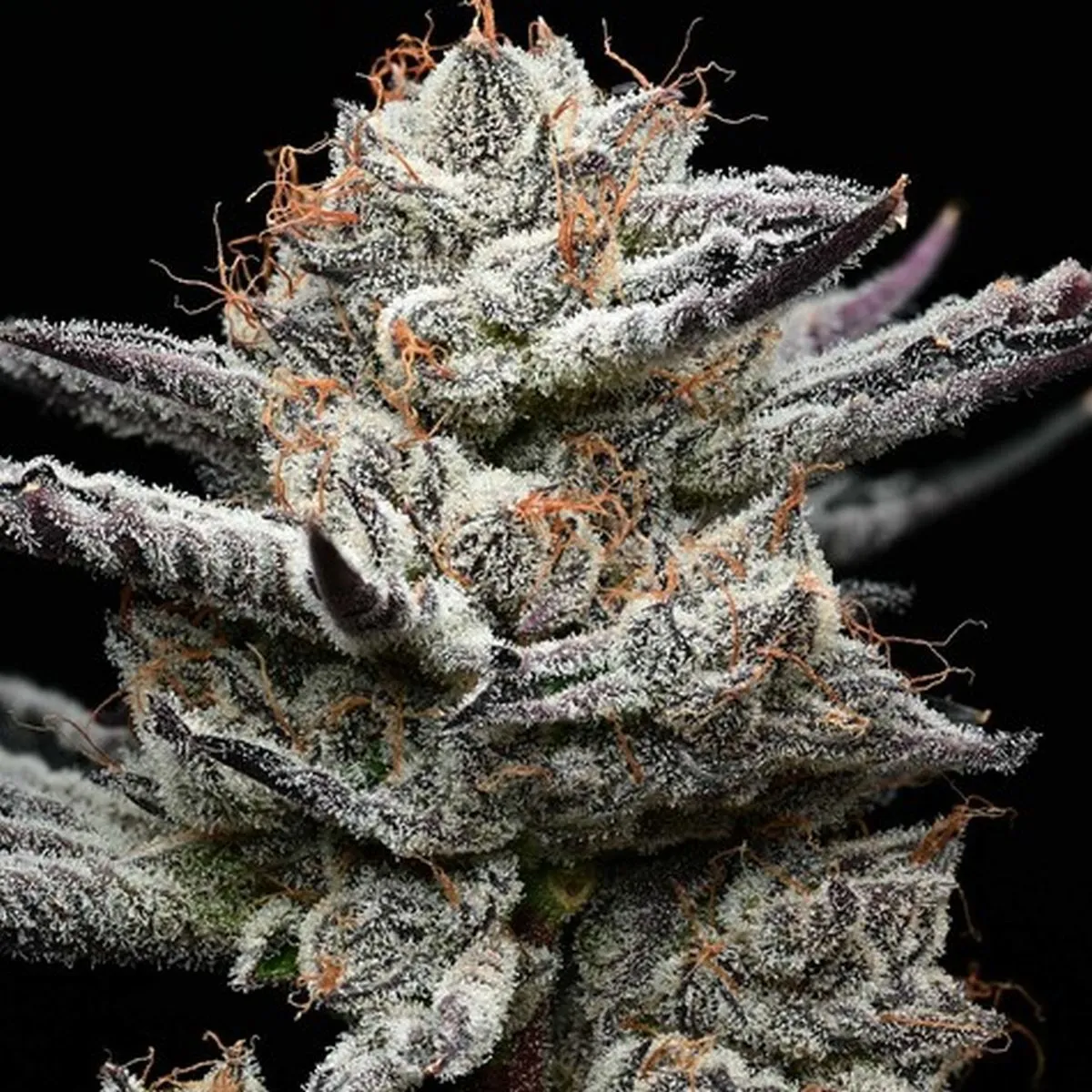 Black Cherry Gushers (Barney's Farm x Backpackboyz) — image 2