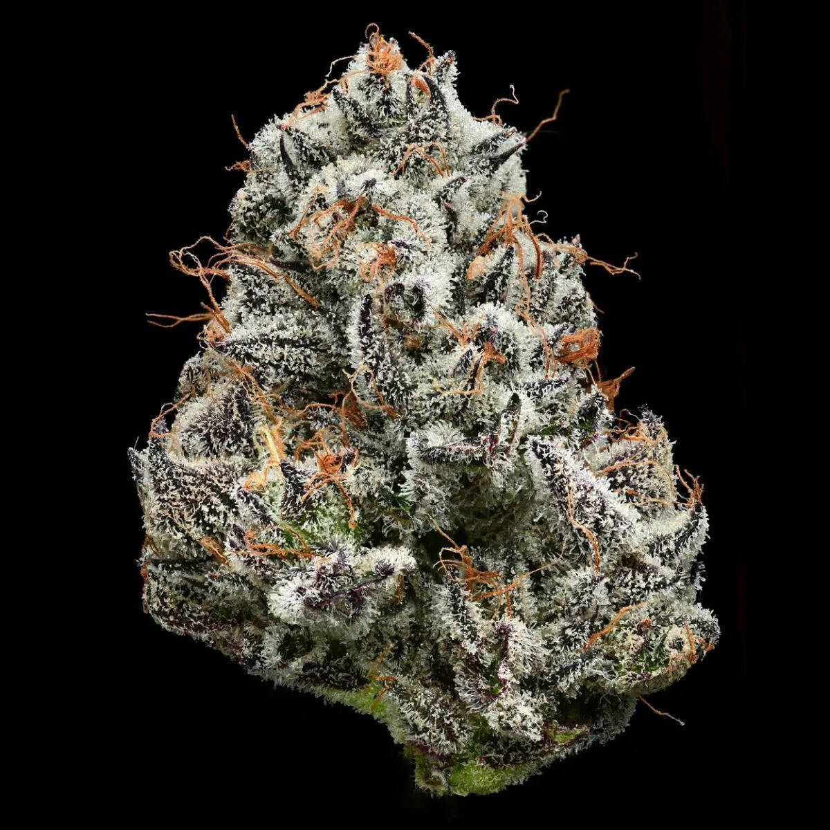 Black Cherry Gushers (Barney's Farm x Backpackboyz) — image 3
