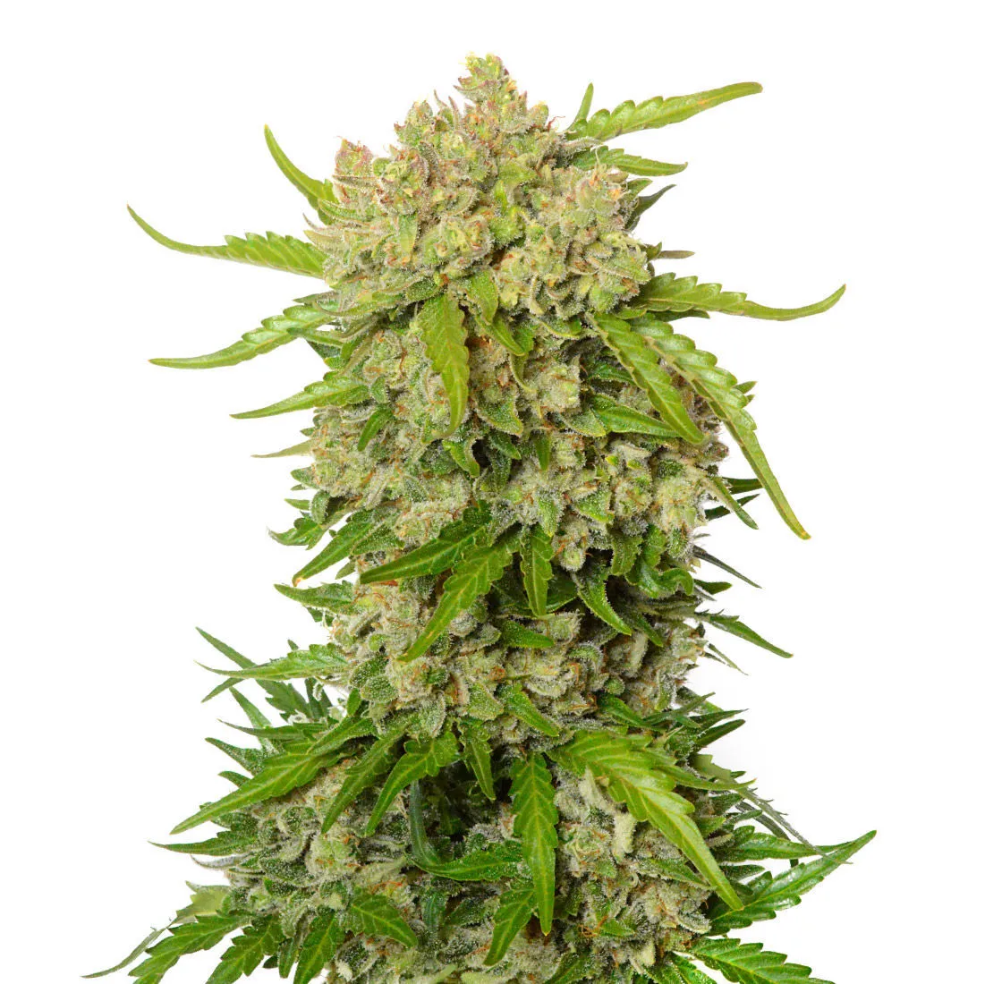 Blue Amnesia Autoflower — image 2