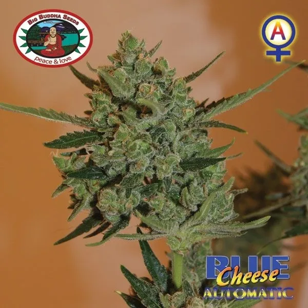 Blue Cheese Autoflower — image 2