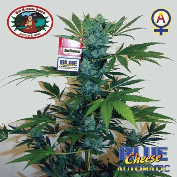 Blue Cheese Autoflower — image 3