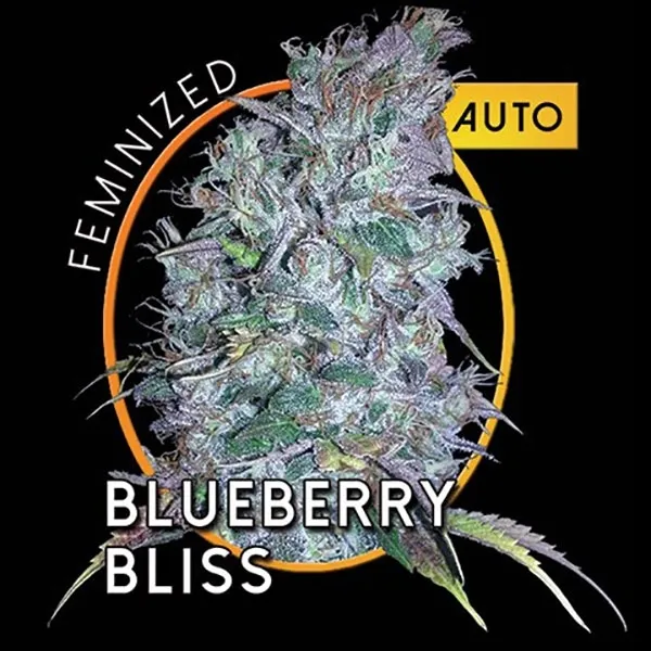Blueberry Bliss Autoflowering — image 2