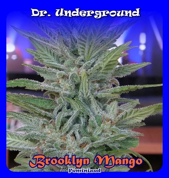 Brooklyn Mango — image 2