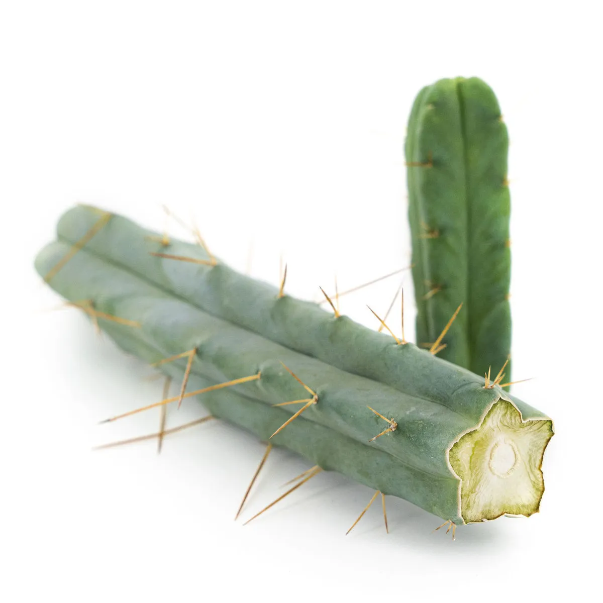 Cactus of the Four Winds — image 2