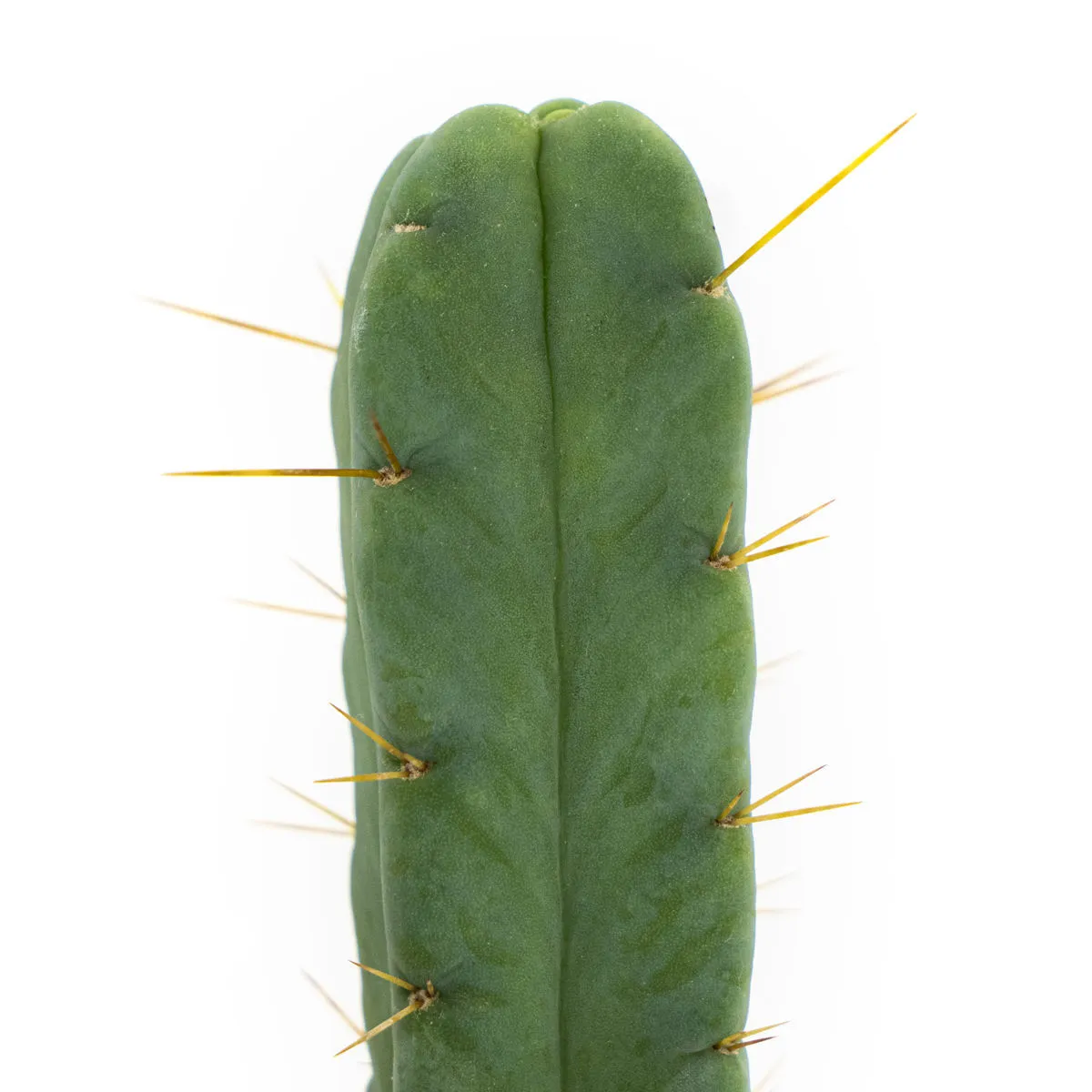 Cactus of the Four Winds — image 3