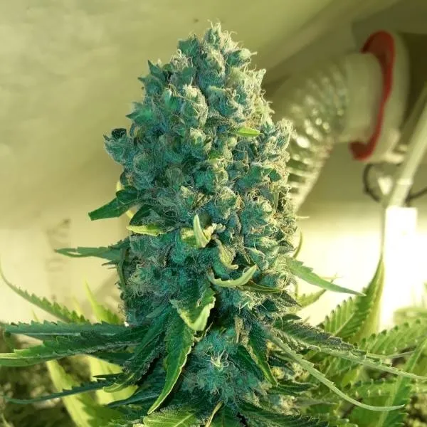 Cali Dream
