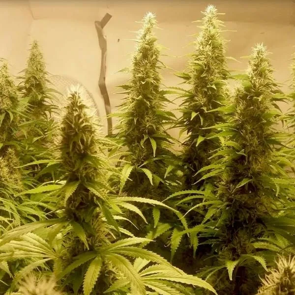 Cali Dream — image 2