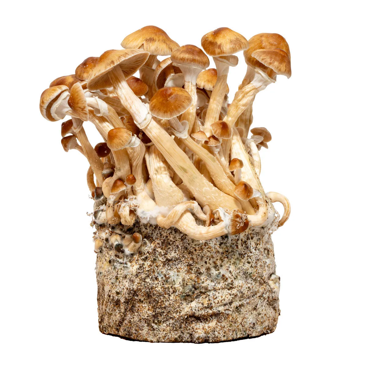 Cambodia Liquid Culture Syringe (Acid Shroomz) — image 2