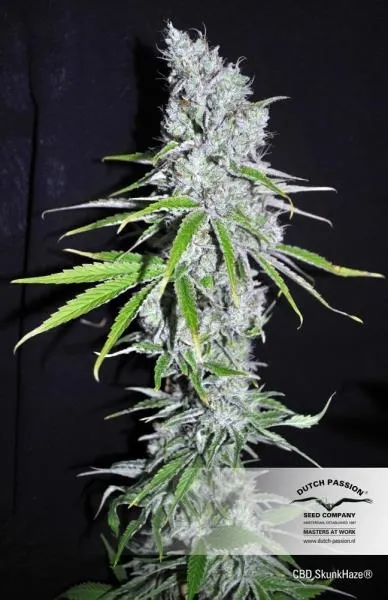 CBD Skunk Haze — image 2