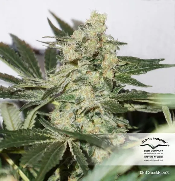 CBD Skunk Haze — image 3