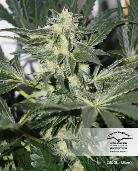 CBD Skunk Haze — image 4