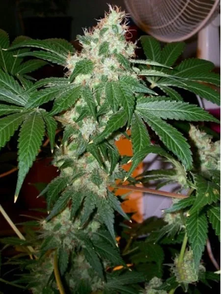 Chem Valley Kush — image 2