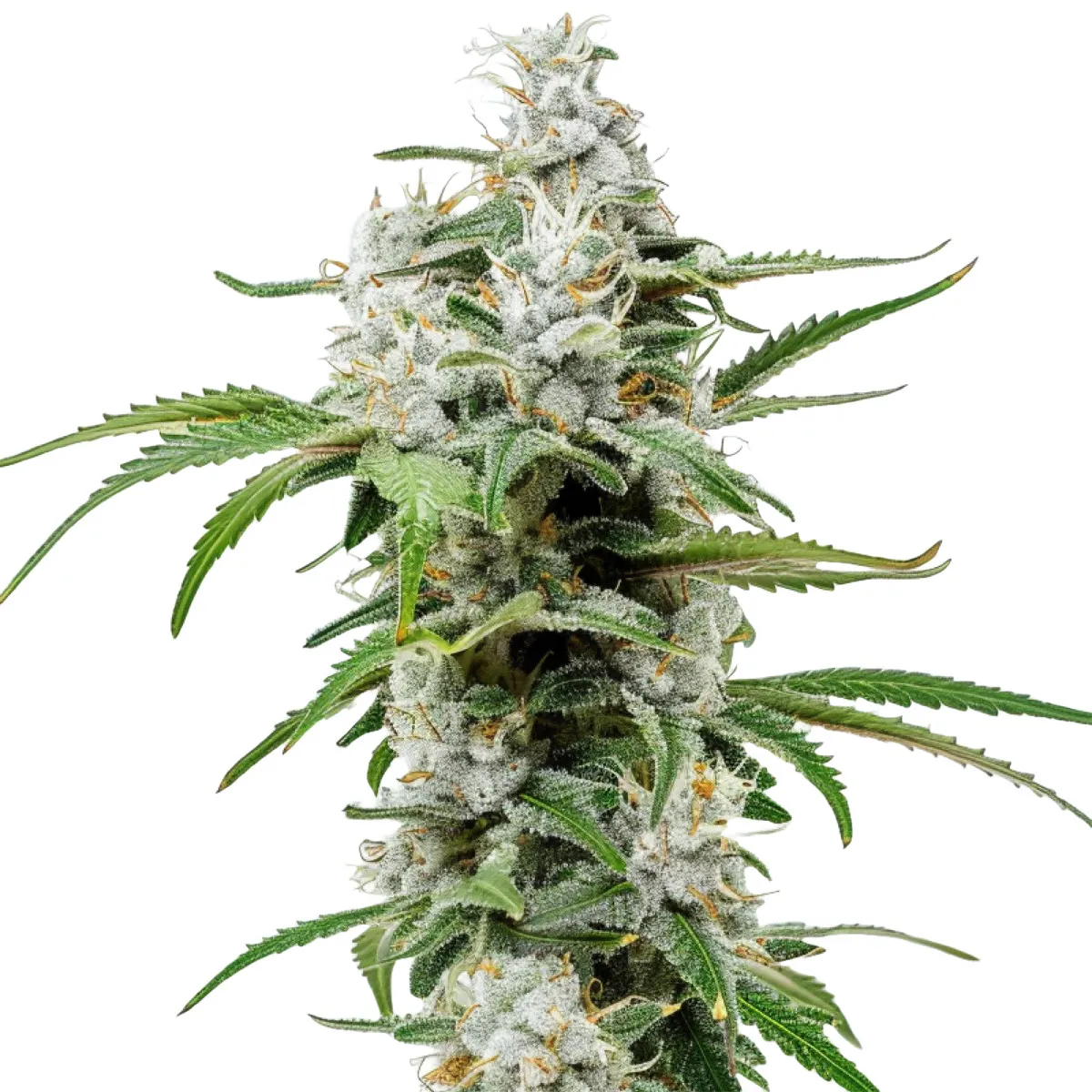 Chemdawg — image 2