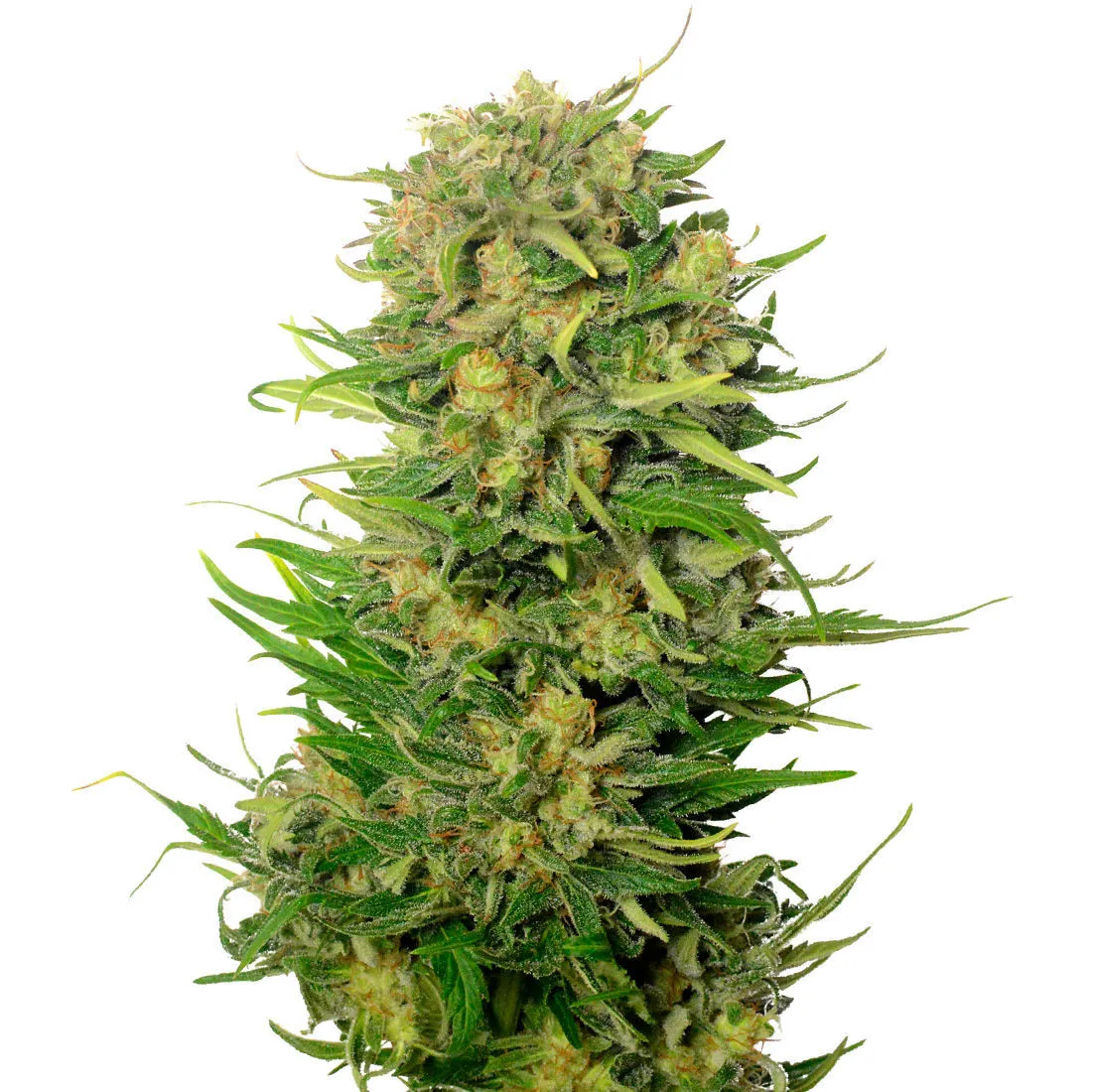 Choco Kush Auto — image 2