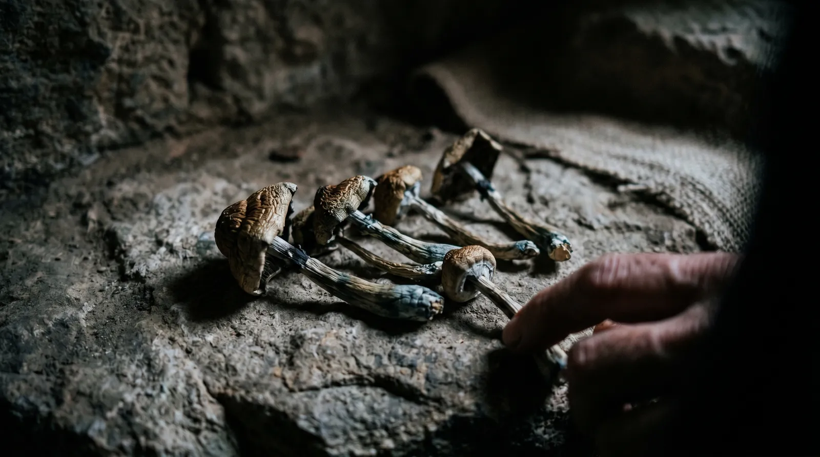 AZARIUS · Did mushrooms shape the human mind?