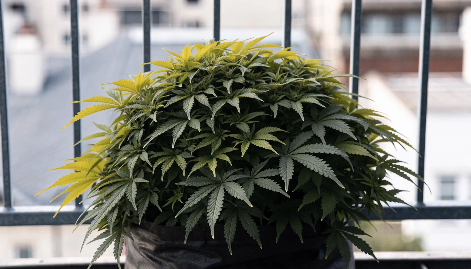 A short bushy autoflowering cannabis plant staying below the balcony railing height