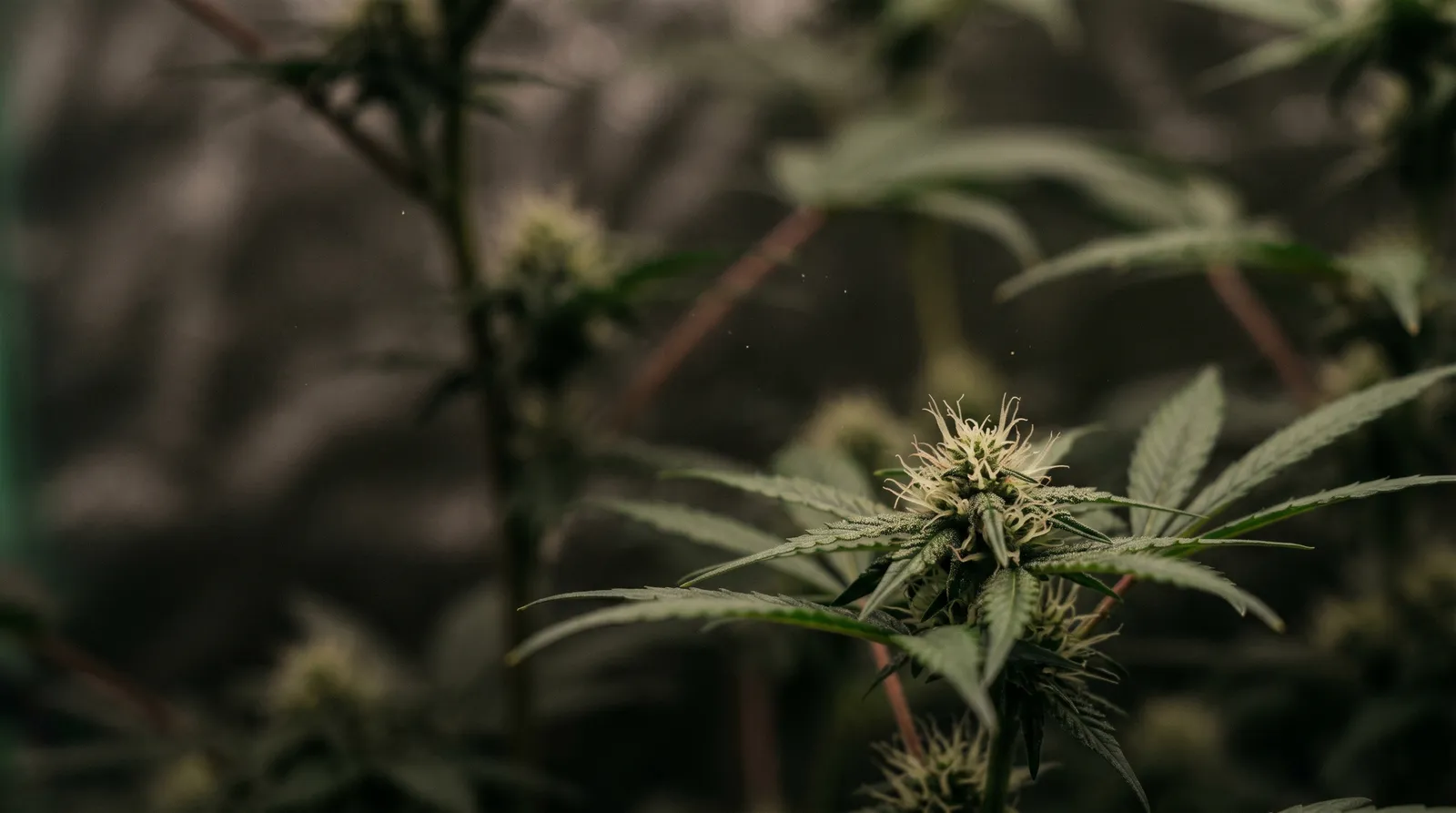 AZARIUS · 1. Sub-optimal lighting: the energy bottleneck that quietly increases bud weight when fixed