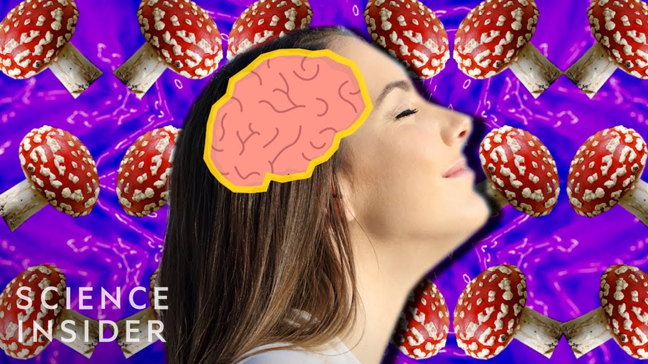 Watch: Magic Mushrooms and the Brain on YouTube