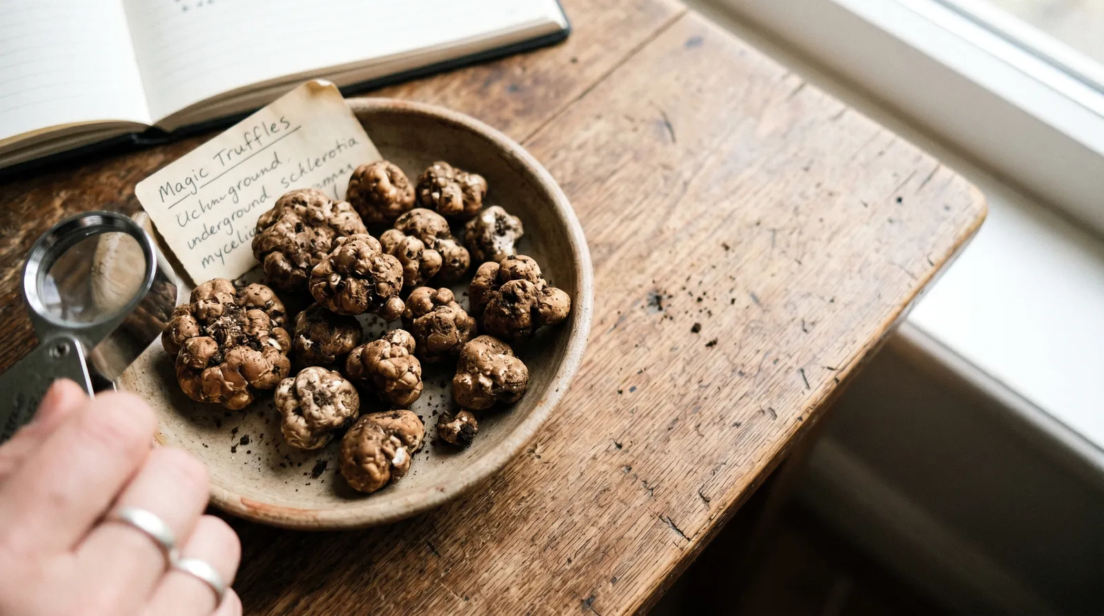 AZARIUS · What Are Magic Truffles and How Do They Differ from Mushrooms?