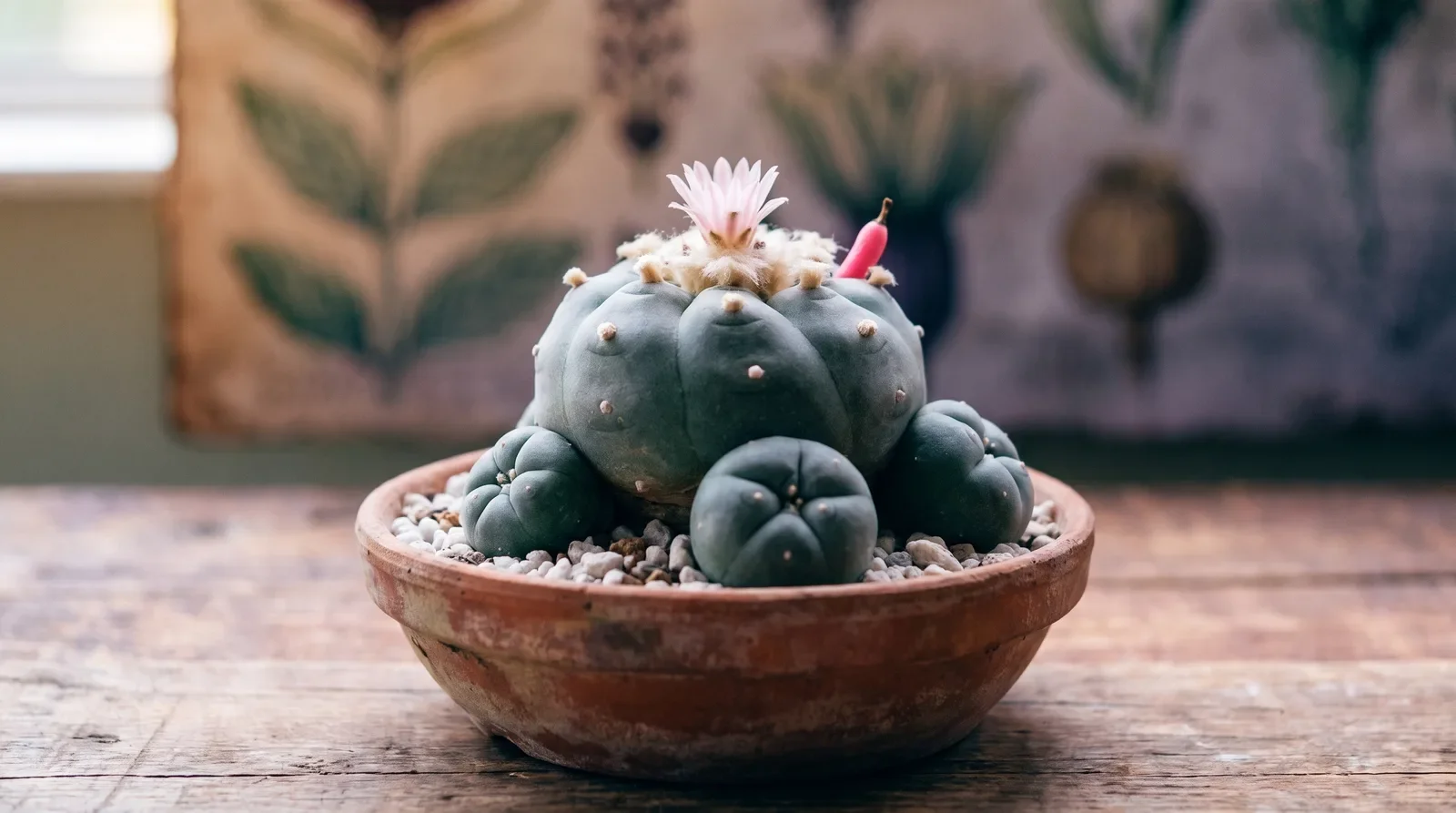 Flowering peyote cactus with a pale pink bloom and a pink club-shaped fruit in the woolly crown and three pups at its base