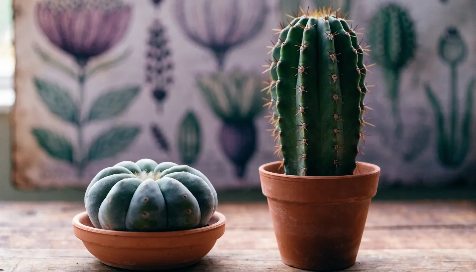 Peyote cactus button beside a tall columnar San Pedro cactus in terracotta pots showing the difference in shape and spines