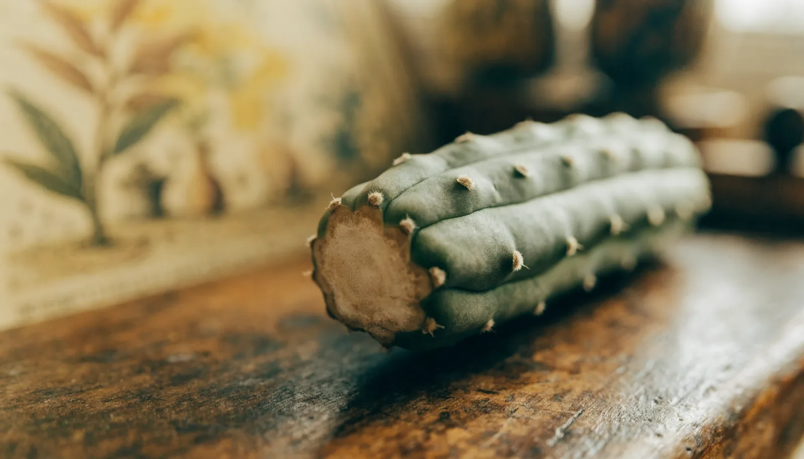Macro close-up of a fully calloused San Pedro cutting base, the wound dry, hard and slightly recessed below the green skin