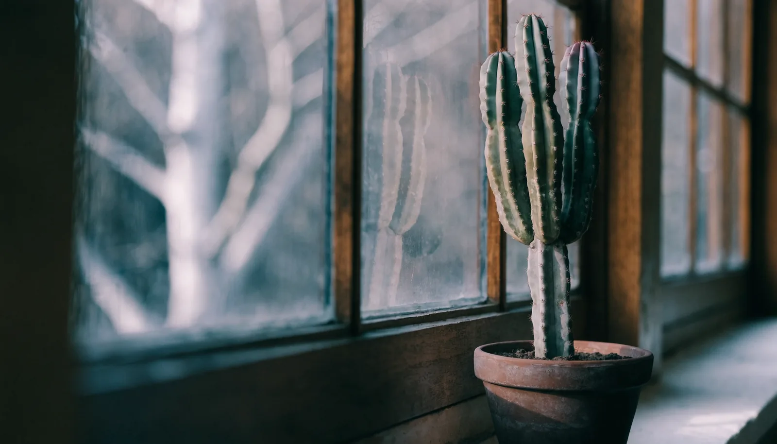 A tall San Pedro cactus overwintering dormant and bone dry on a cool bright European windowsill in pale winter light
